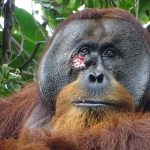 Scientists amazed as Orangutan uses medicinal plant to treat wound, ‘like administered by doctors’